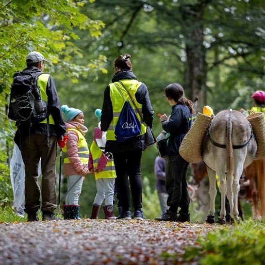 Eselreiten Eselreiten